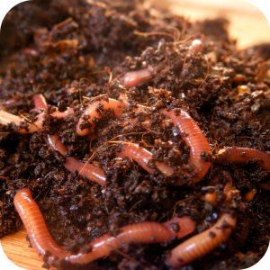 Lombrichi rossi